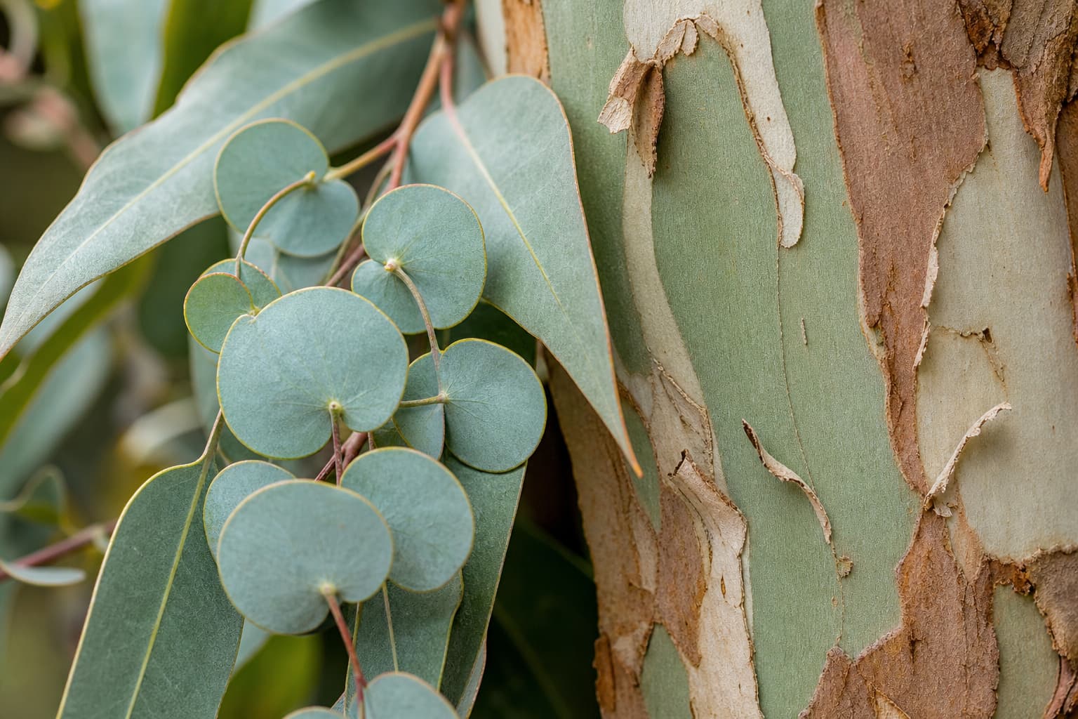 Gros plan macro de feuilles juvéniles arrondies vert-bleuté contrastant avec des feuilles adultes allongées, et écorce pelée laissant apparaître des couches crémeuses et verdâtres, sous une lumière naturelle douce.