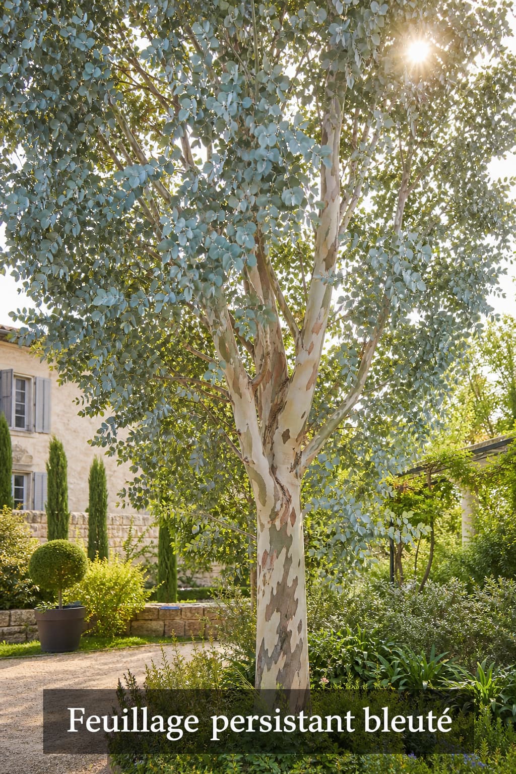 Un eucalyptus gunnii mature dans un jardin français, mettant en valeur sa silhouette colonnaire, son écorce qui pèle et son feuillage juvénile bleu argenté, baigné d